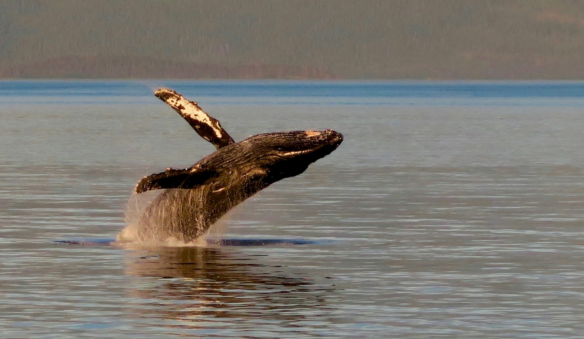 breaching whale with barnacles visible